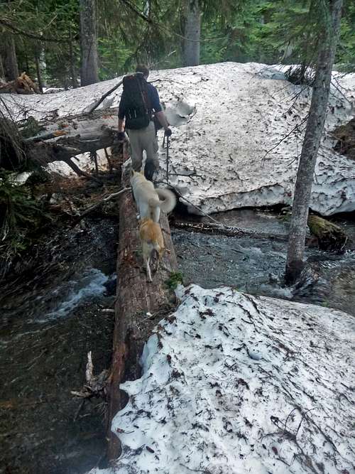 Crossing a log