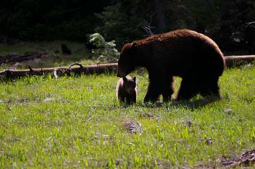 Black bear with playful cub