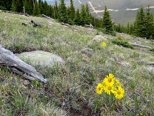 Grassy Slopes