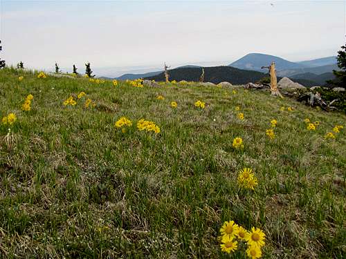 Grassy Slopes