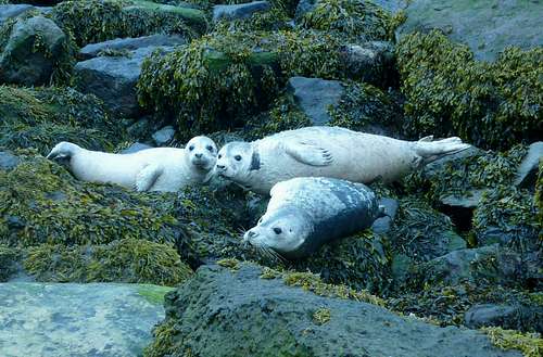 Seals