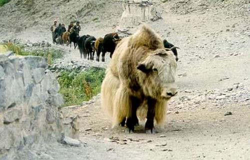 A Yak in markha Valley