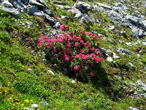 A gorgeous bush of alpine rhododendrons in the upper Zinal valley