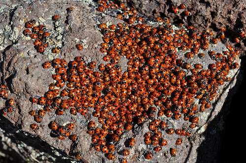 Summit Ladybugs