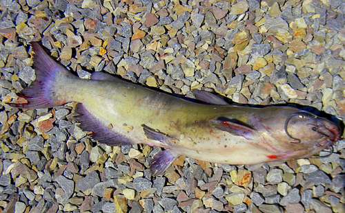 A Utah Channel Catfish