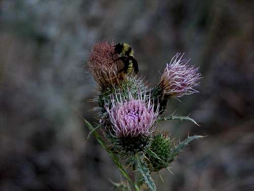 Bee on Thistle, Lost River Peak, Idaho