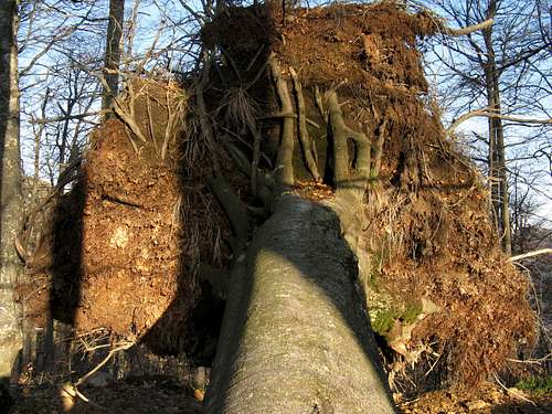 Uprooted beech tree