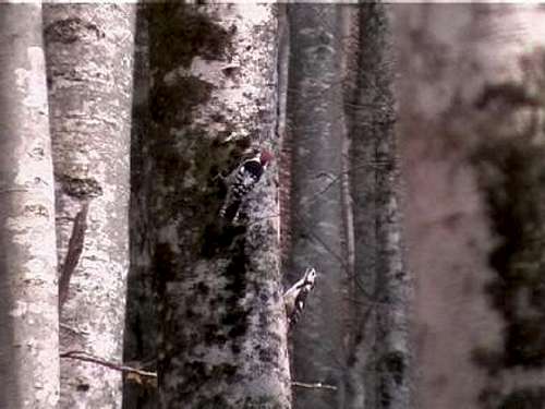 A pair of white-backed woodpeckers