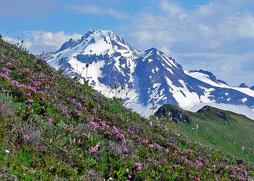 Glacier Peak with Flowers