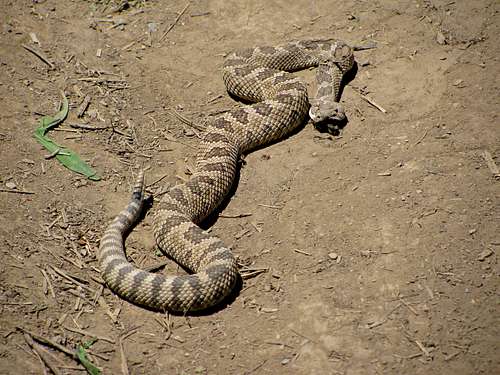 Skyline Trail rattlesnake