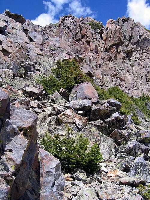 alpine vegetation on Garfield