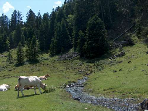 Cows in Bareilles valley