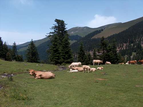 Cows in Bareilles valley