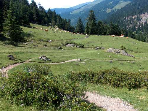 Hiking down the valley and heading to the hut (left in the meadow where cows are) 
