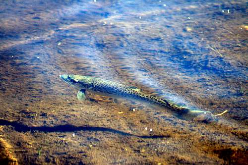 Rising Tiger Trout