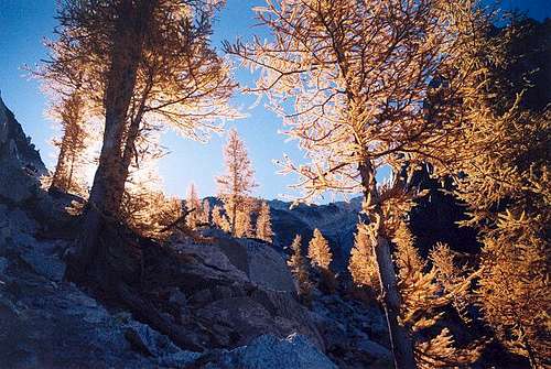 Larches encountered on the...