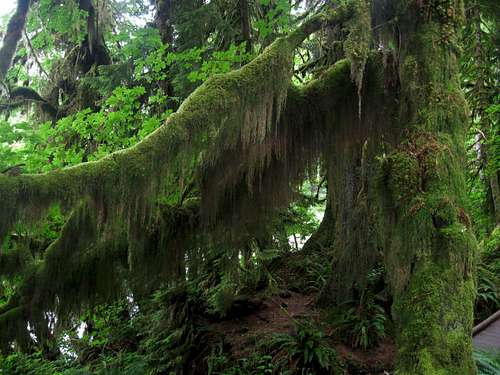 A mossy shot along the Hoh Trail
