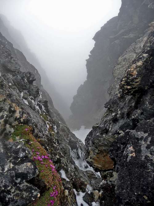 Looking Down the Gulley