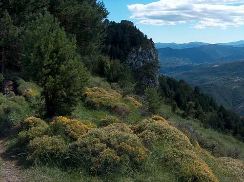 Echinospartum Horridum in the Spanish Pyrenees