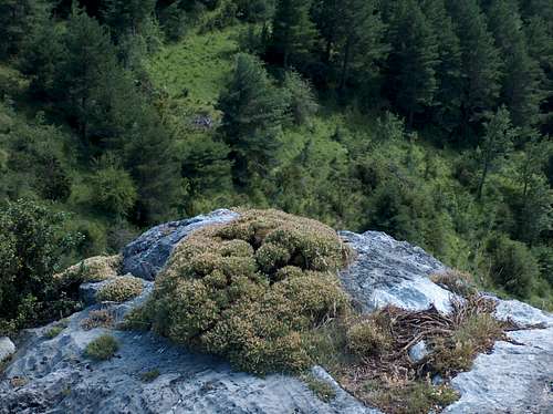 Echinospartum Horridum in the Spanish Pyrenees