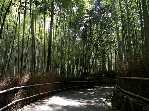 Bambo Grove, Kyoto