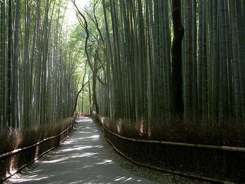Bamboo Grove, Kyoto