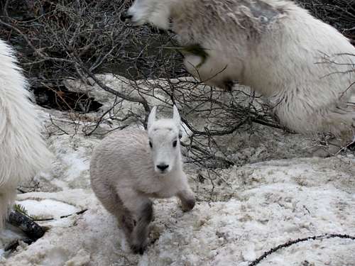 Goats below Sherpa Glacier