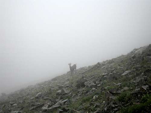 goat in the mist