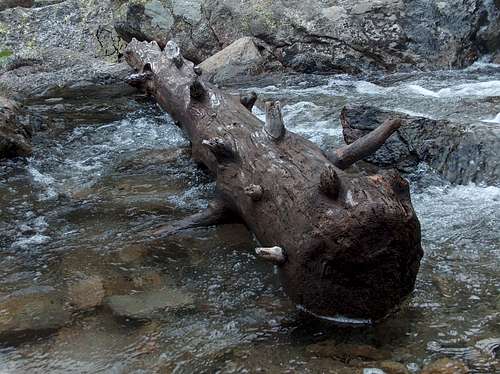 Dead tree in a stream