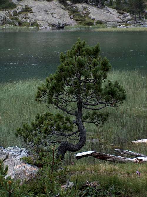 Hooked pine on the shore of Les Laquettes