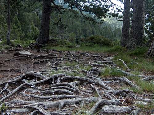 Pine roots maze
