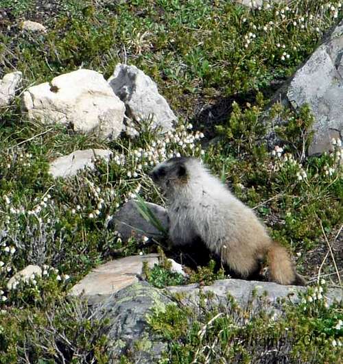 Hoary Marmot (pup)
