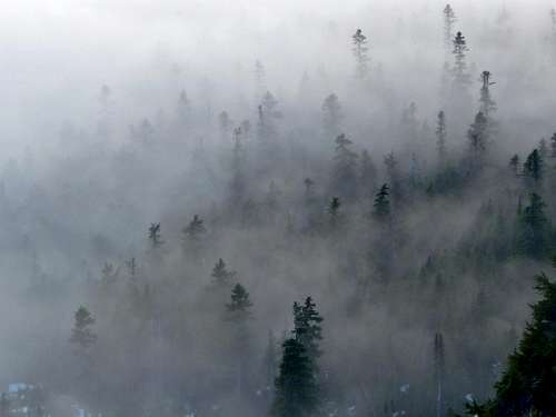 Misty Woods Below