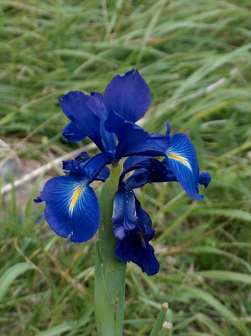 Pyrenean Iris 