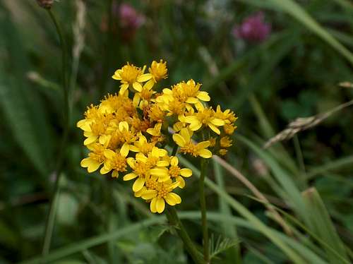 Yellow flower (Lac d'Ôo)