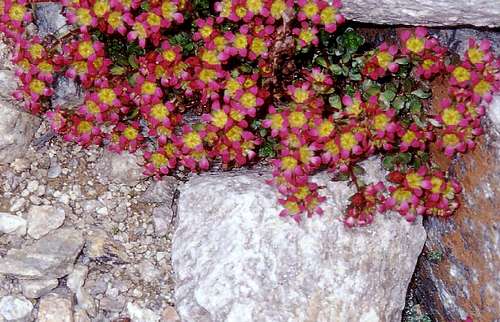High summits flora in Gran Paradiso National Park