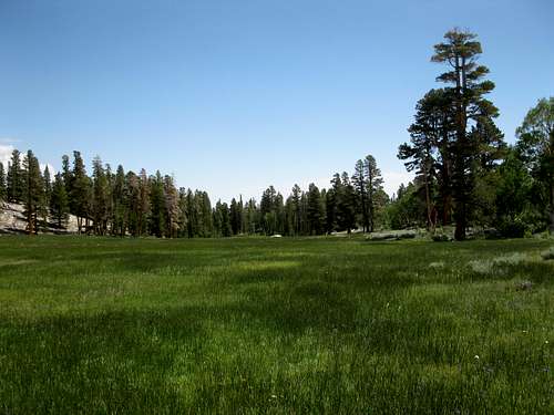 Baker Lake Trail Meadow