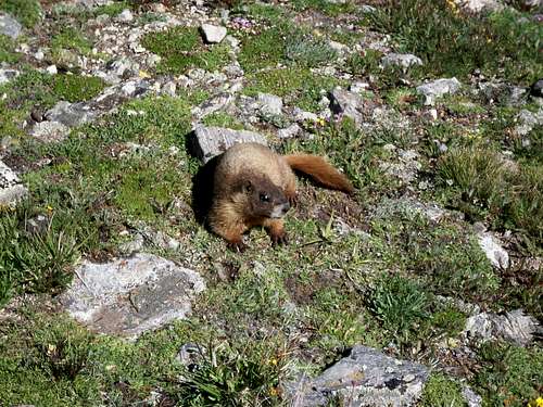 Marmot Picture Time!