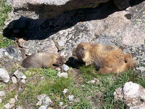 Marmots!!