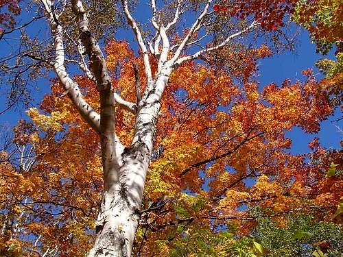 Brilliant Autumn colors on...