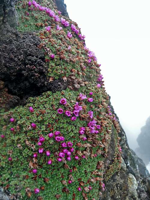 Pink Flowers near the Summit
