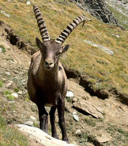Steinbock (Capra ibex) met  in the Lauson basin, near the trail towards Colle della Rossa