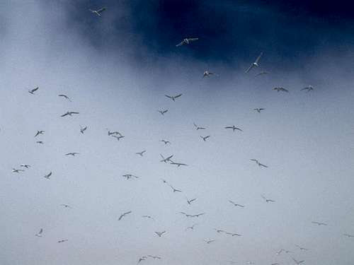 Glaucus Winged Gulls over Amagat Island