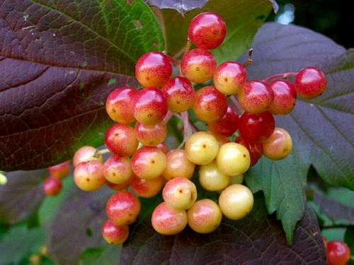 The Fruits of European Cranberrybush 