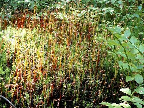 Spores of moss