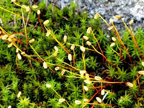 Spores of moss