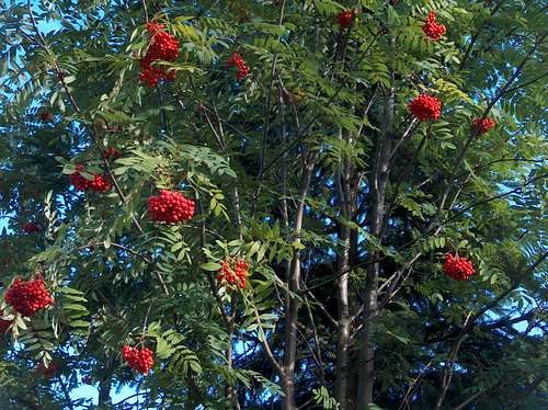 Rowan and its red fruits