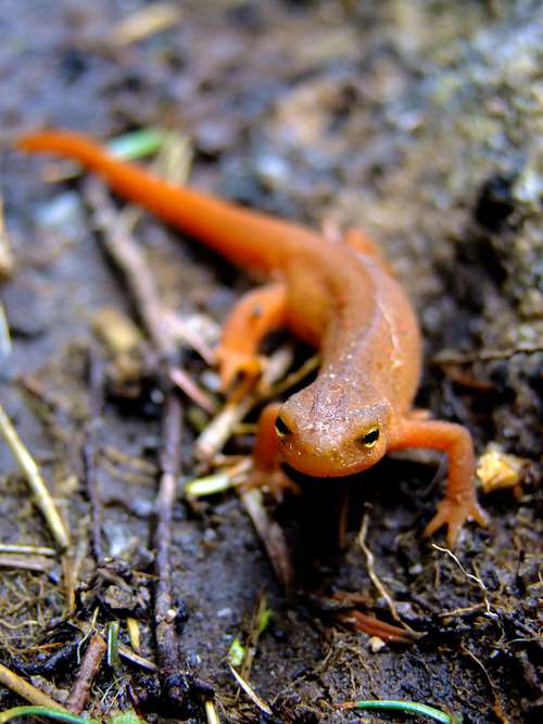 Salamander On Cascade