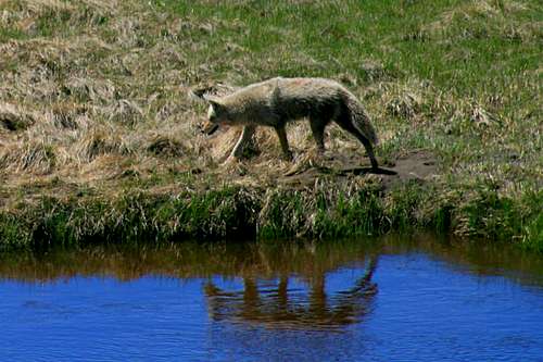 Stalking Coyote Reflection