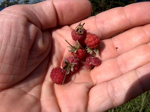 Raspberries (Malina in Polish) are found on Malinów :)